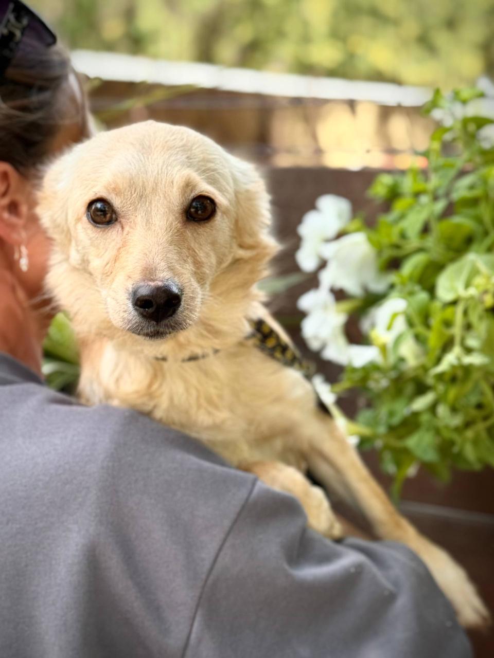 Chiens à adopter